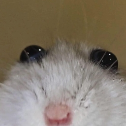 Photo de profil